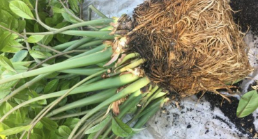 Pravidla transplantace zamioculcas